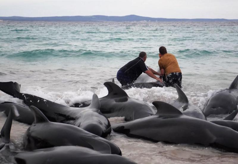 Pedeset i jedan kit pilot uginuo je nakon masovnog nasukavanja u Australiji